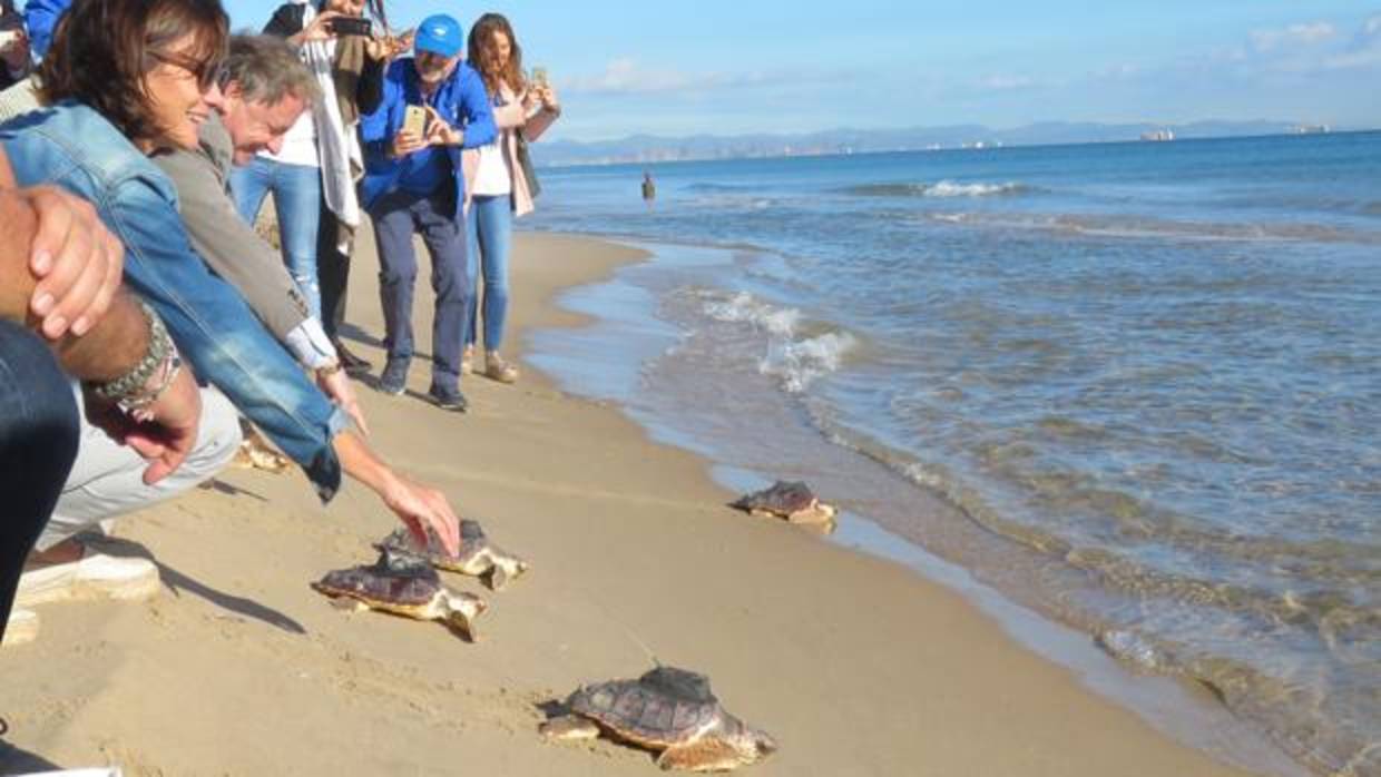 Imagen de la suelta de las tortugas recuperadas en el Arca del Mar del Oceanogràfic