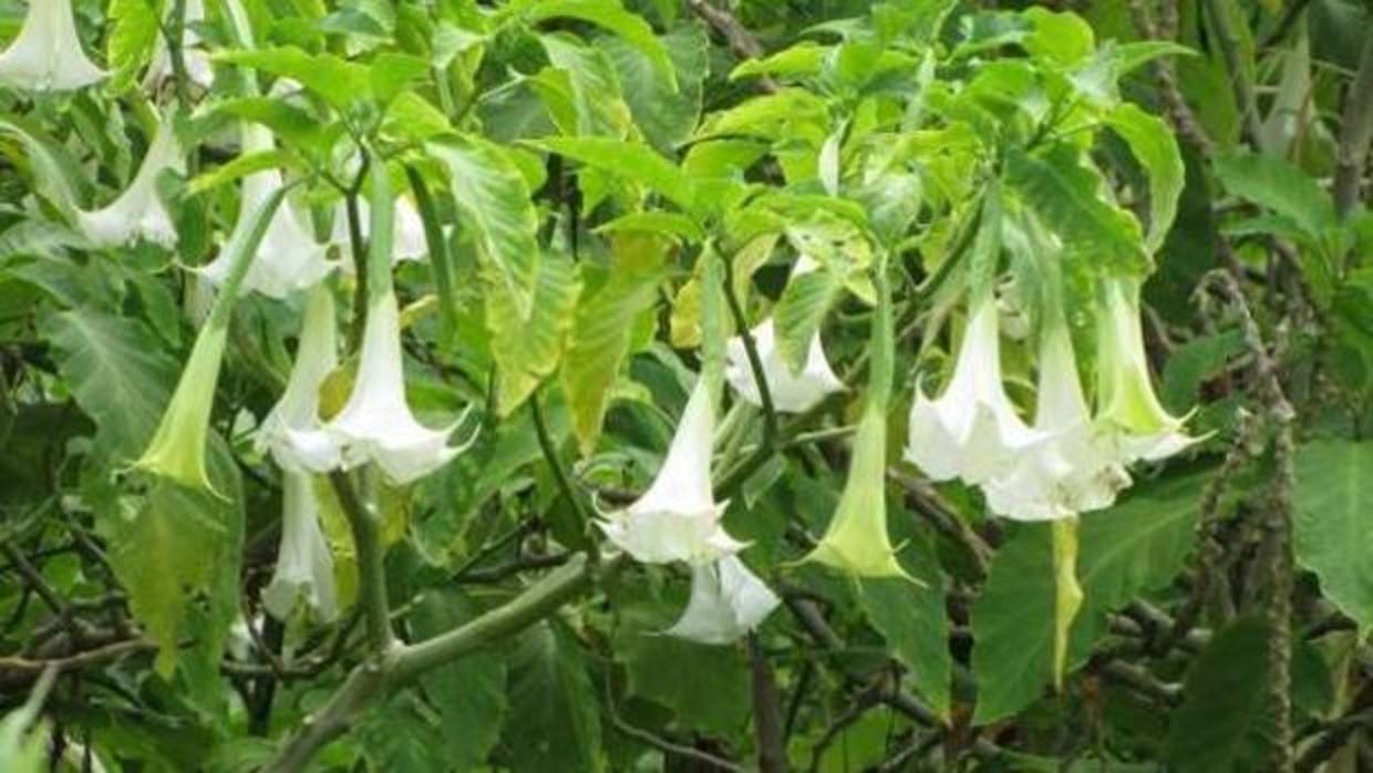 Planta y flor de la burundanga