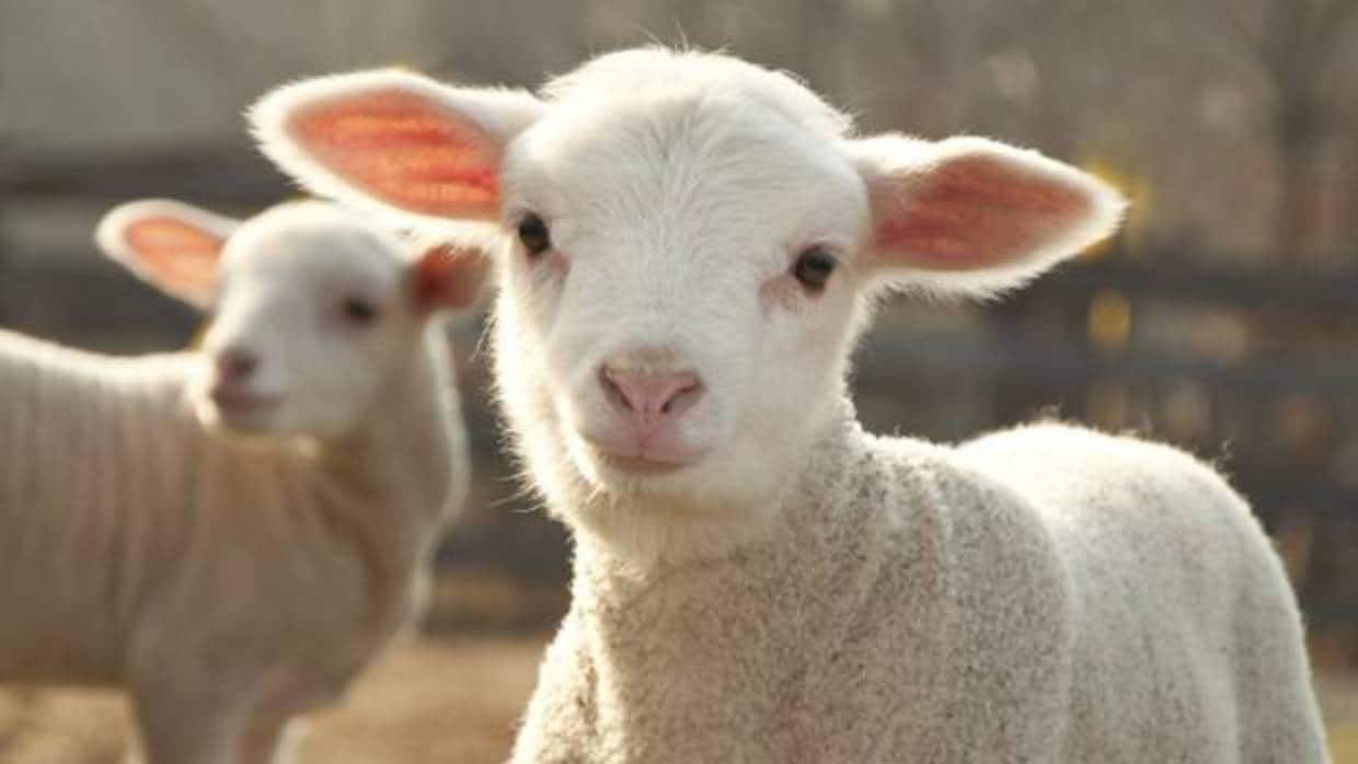 Lo juzgan por comprar 454 corderos a un empresario y no pagarlos
