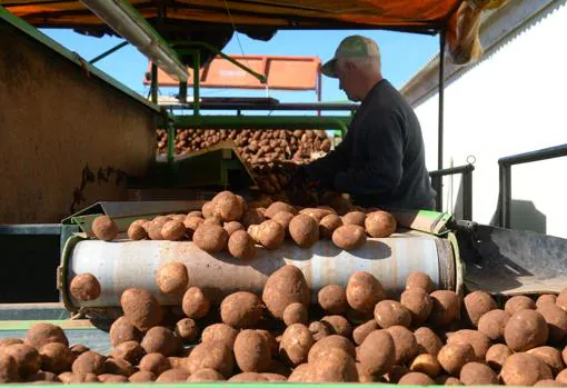 Un agricultor recolecta patatas en la última campaña del tubérculo