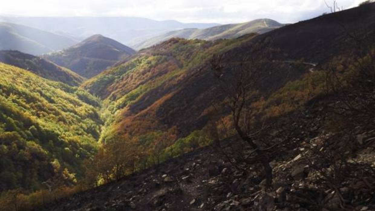 Impacto de los incendios en los montes de los Ancares