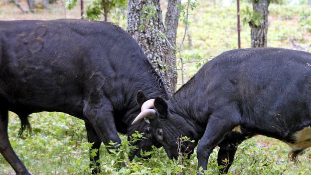 Arranca en Salamanca la Ruta del Toro Bravo, un producto «único e irrepetible»