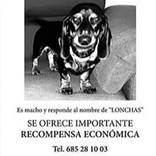 La jugosa recompensa para recuperar a «Lonchas»: 10.000 euros por volver a ver a su cachorro de Teckel