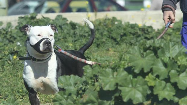 Perro de raza potencialmente peligrosa pasea por un parque