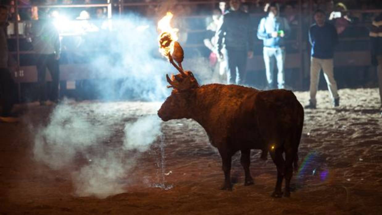 Celebración del tradicional Toro Jubilo en Medinaceli, Soria