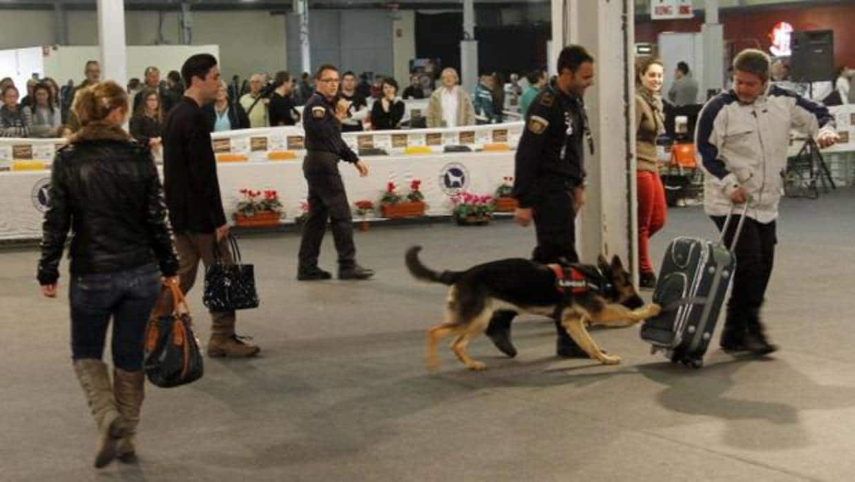 Un perro de la Unidad Canina de la Policía de Alicante detecta una maleta sospechosa durante una exhibición en la Estación de Autobuses