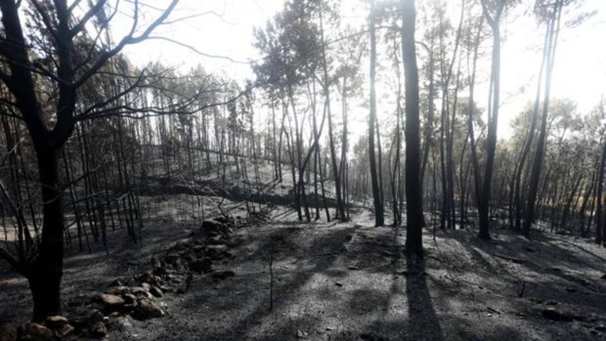 Monte quemado tras los incendios forestales en el municipio pontevedrés de As Neves
