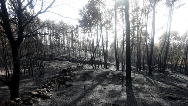 El Gobierno declara a Galicia zona de emergencia tras la ola de incendios