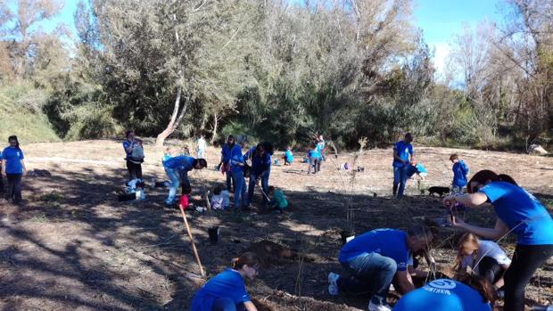La Fundación Aguas de Valencia repuebla la ribera del Turia con especies vegetales amenazadas de extinción