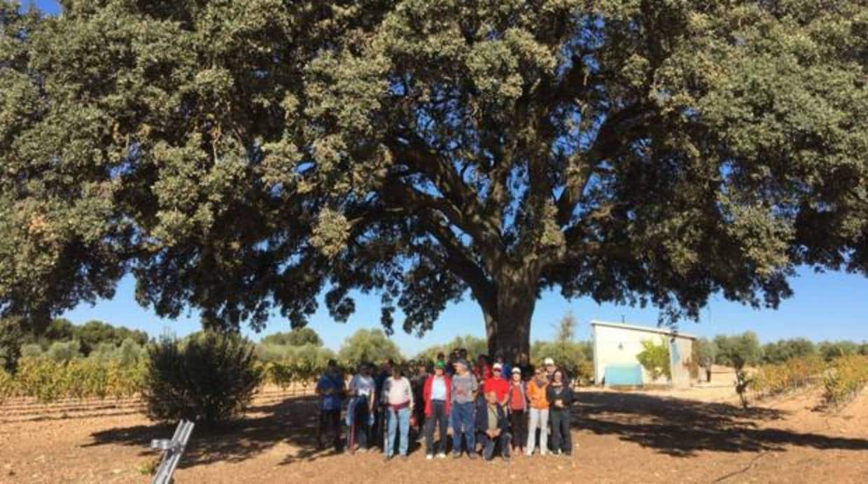 Encina Doña Elena, árbol centenario ubicado en un paraje de plantas aromáticas