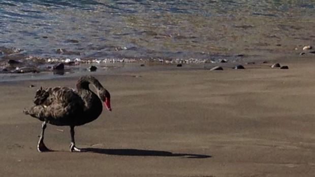 Los cisnes negros salvajes de Canarias encuentran hogar