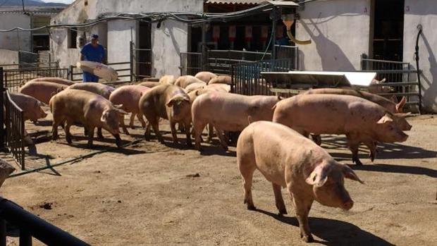 Dos medallas de bronce para Toledo y Albacete en los premios Porc d'Or