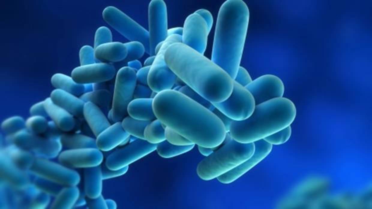 Detalle de la bacteria que causa la infección