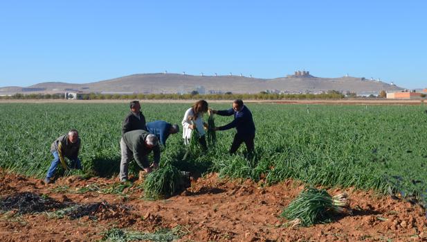 III Jornadas de la Cebolleta este fin de semana en Consuegra