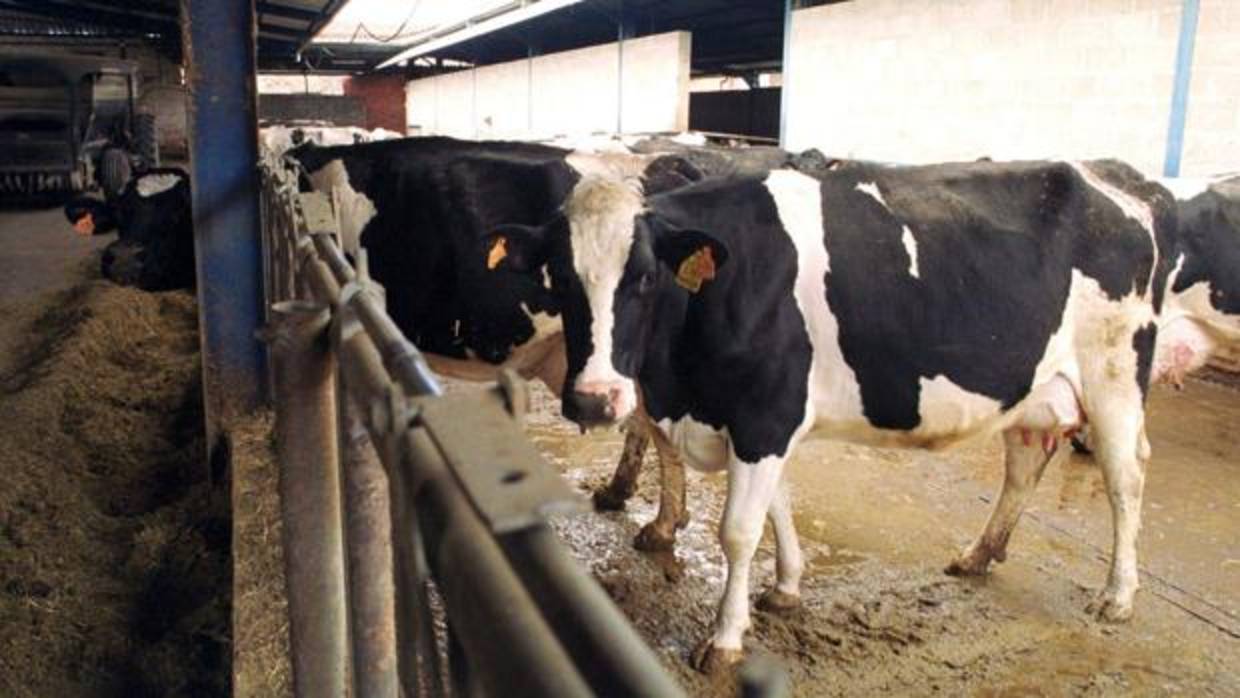Detectan un caso de «vaca loca» en una explotación de Salamanca