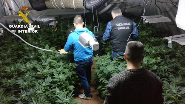 Una pelea por la propiedad de la droga destapa 300 plantas de marihuana escondidas en un sótano