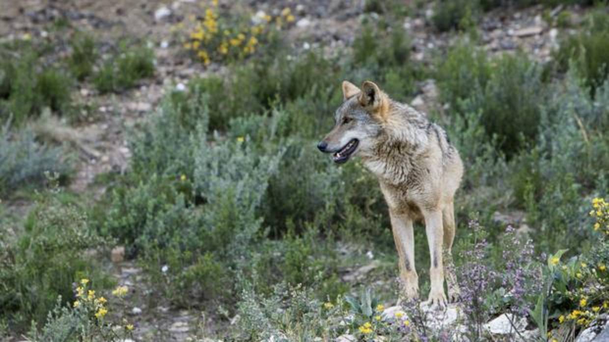 Un ejemplar de lobo ibérico