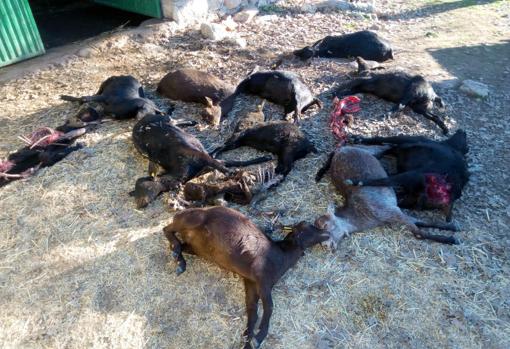 Cabras muertas tras un ataque de lobos en la localidad abulense de San Bartolomé de Pinares