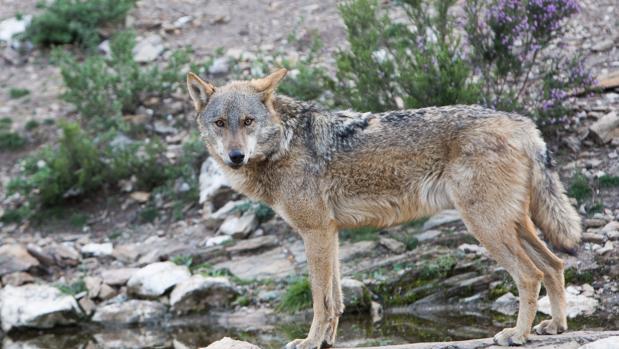 Un GPS para luchar contra los ataques de lobos