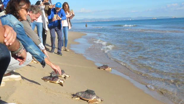Cuatro tortugas bobas criadas en El Saler llegan a Baleares rumbo a África