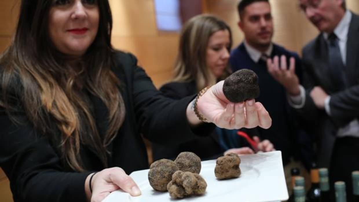 Muestras de trufa negra obtenidas en tierras aragonesas