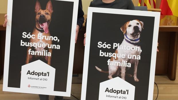 L’Ajuntament de València vol conscienciar a la ciutadania en l'adopció d'animals abandonats