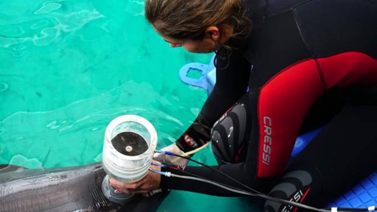 Imagen de la primera espirometría de Kylu, la primera beluga valenciana