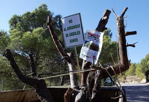 Un árbol arrancado exhibido en la protesta