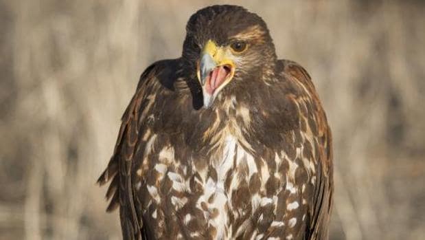 Sueltan águilas para ahuyentar una «plaga» de aves invasoras y palomas que  arrasan cultivos en Burjassot