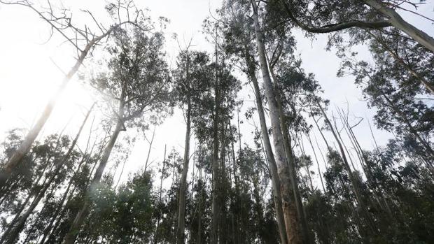 La meta del Plan Forestal para 2039:reducir a 10.000 las hectáreas ardidas