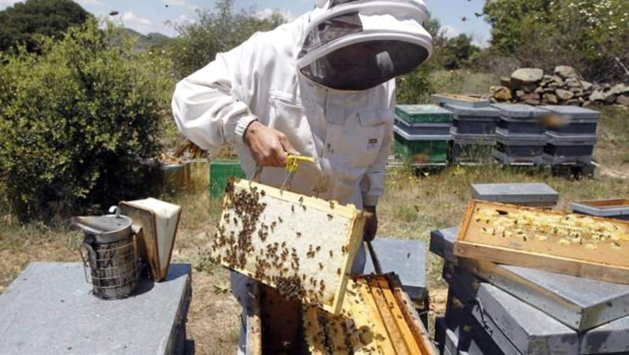 Un apicultor de Guadalajara extrae un panel de una colmena