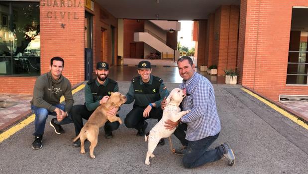 La Guardia Civil rescata a dos perros robados el pasado verano en el asalto a una casa en Benifaió