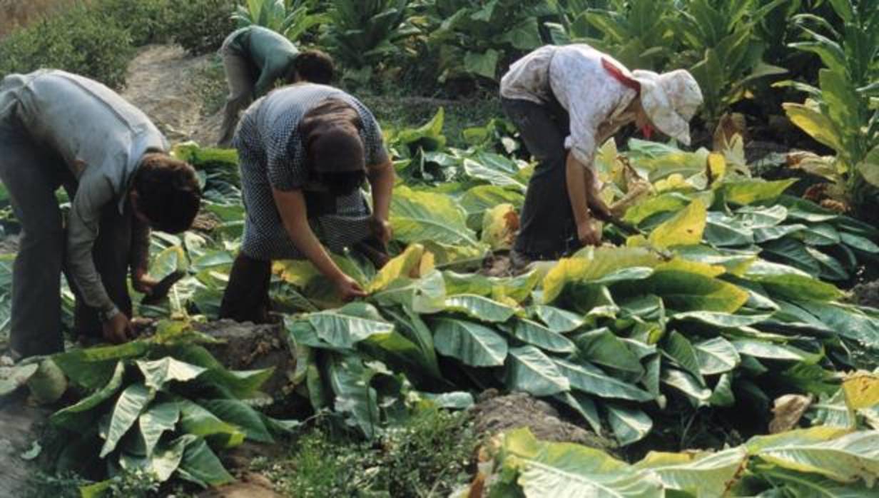 Trabajos de recogidas de las plantas de tabaco