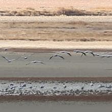 Aves agolpándose en el minúsculo reducto de agua que queda en Gallocanta