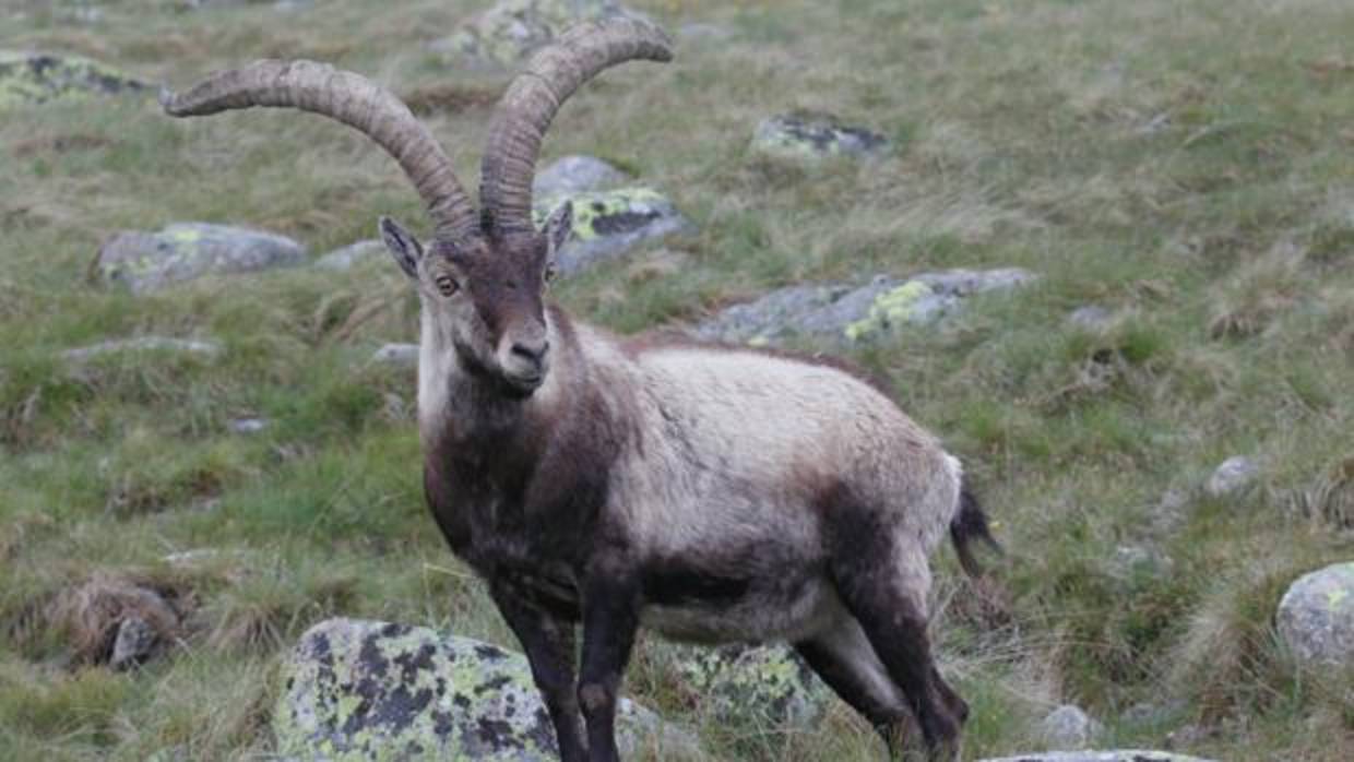 Un ejemplar de cabras montés