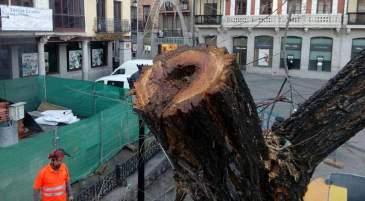 Según el equipo de Gobierno, imágenes como esta confirman el mal estado de los árboles de Zocodover y avalan las indicaciones de los técnicos