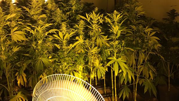 El fuerte olor a droga conduce a la Policía hasta un laboratorio con 300 plantas de marihuana en Castellón