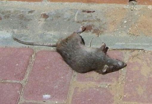 Una rata muerta, en las calles de Alcalá