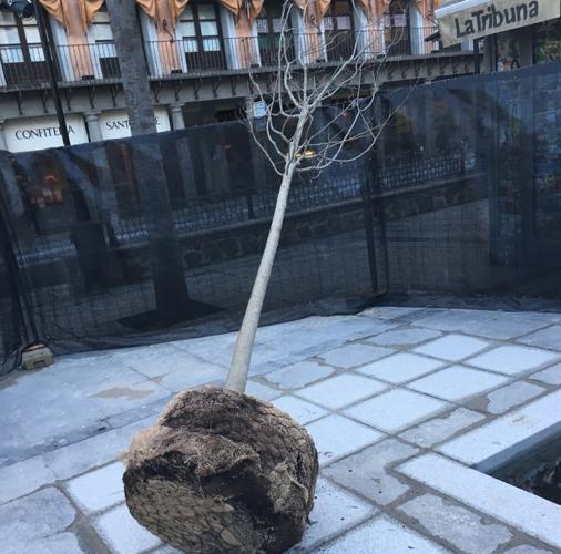 Árbol plantado en la plaza de Zocodover