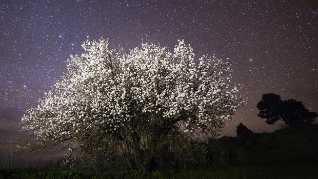 El espectáculo del almendro en flor en las islas Canarias