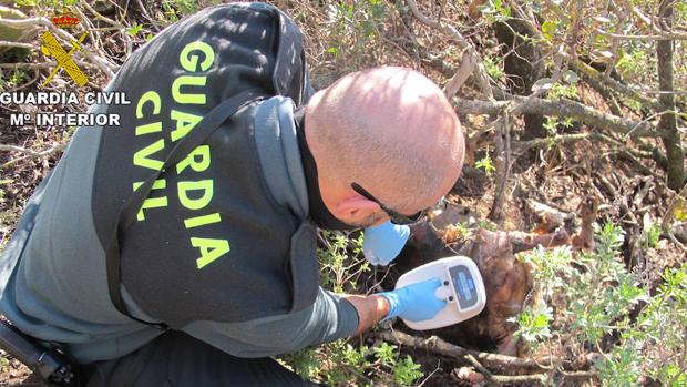 Investigan a una persona por dejar morir a sus podencos en Gran Canaria