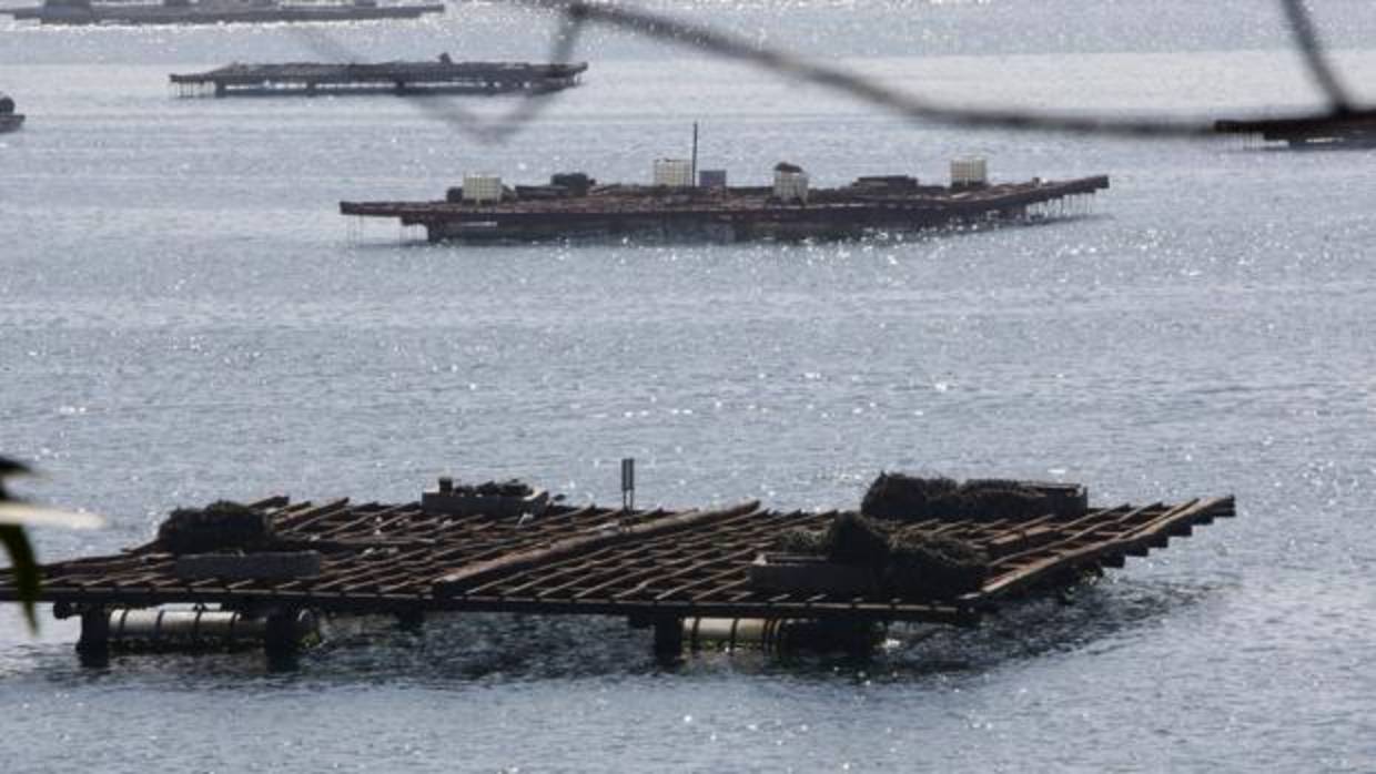 Bateas en la ría de Arousa