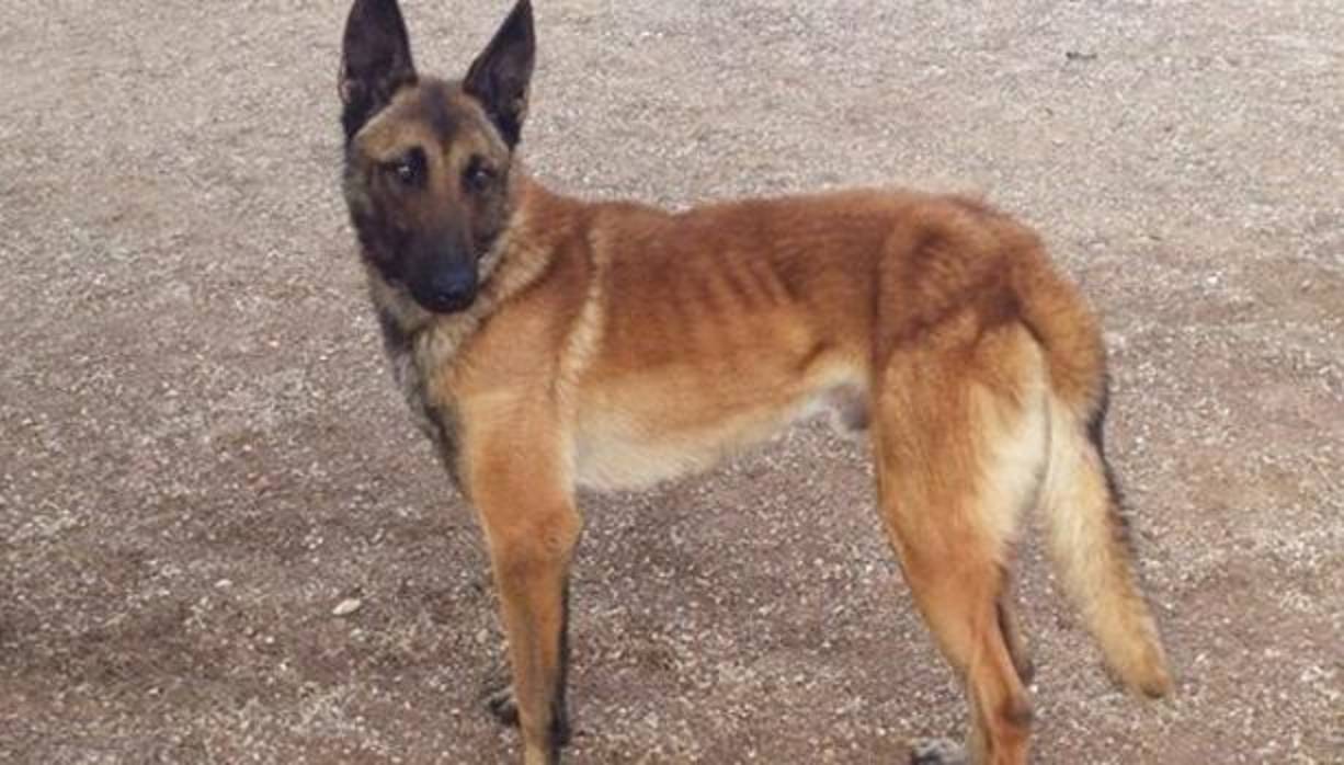 Aparece uno de los dos perros robados en La Torre de Esteban Hambrán