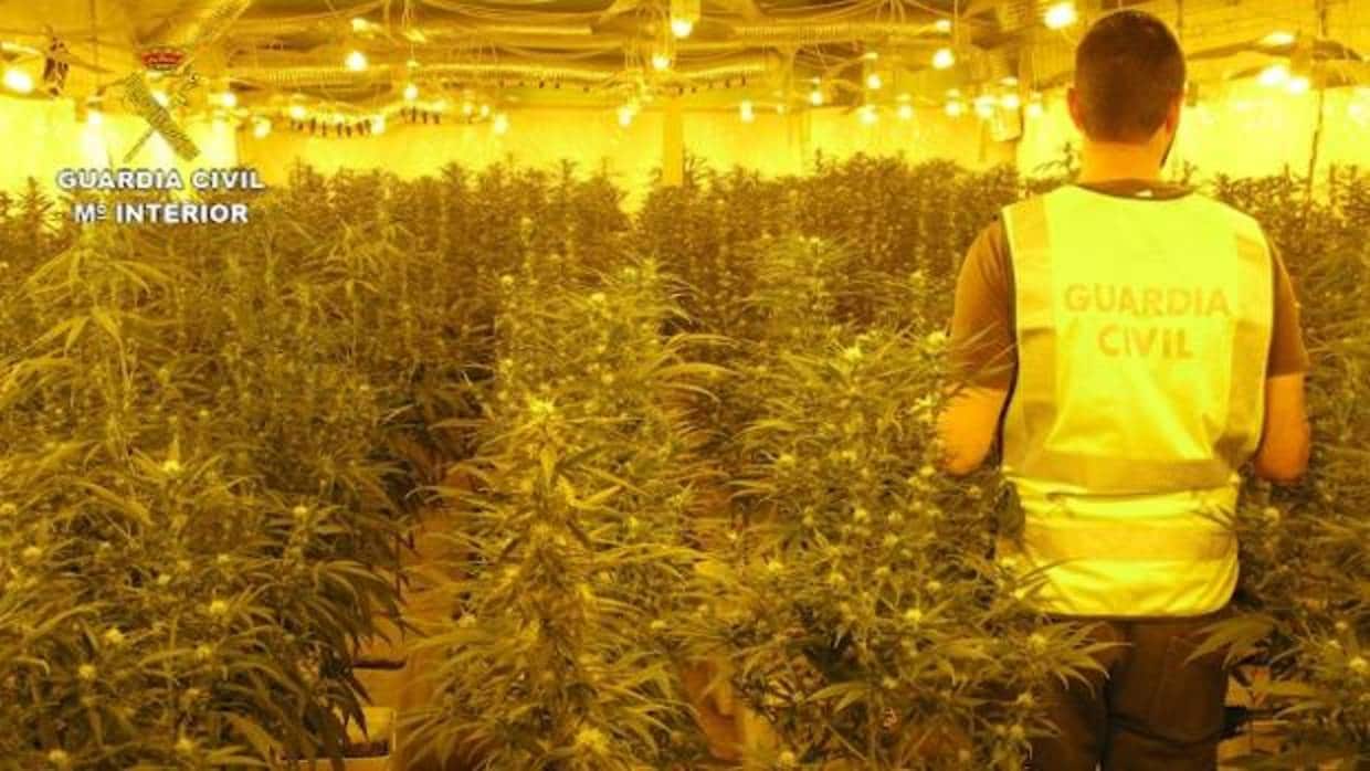 Imagen de las plantas de marihuana que se ha incautado la Guardia Civil en Chiva