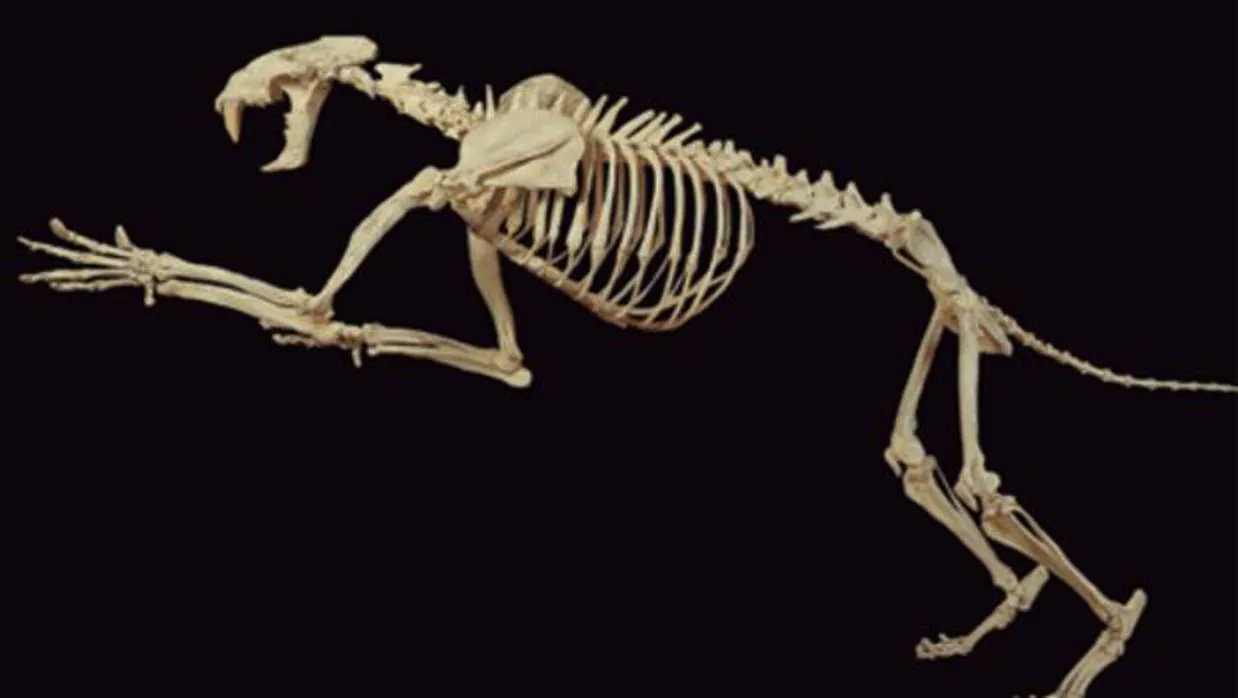 Esqueleto de uno de los tigres dientes de sable