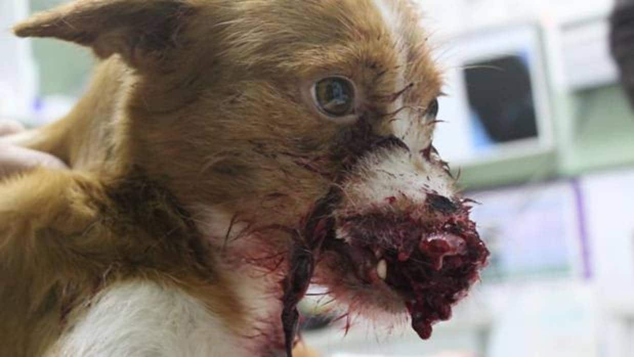Imagen facilitada por Libera! del animal herido, en la clínica veterinaria donde fue sacrificado