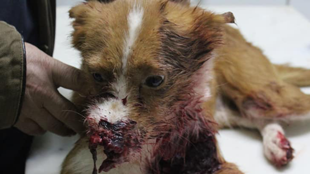 1.000 euros de recompensa para encontrar a quien disparó y abandonó malherida a una perra