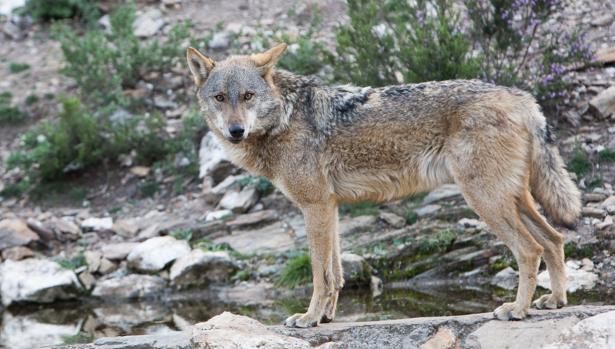 Más de 100.000 firmas piden prohibir la caza del lobo en Castilla y León