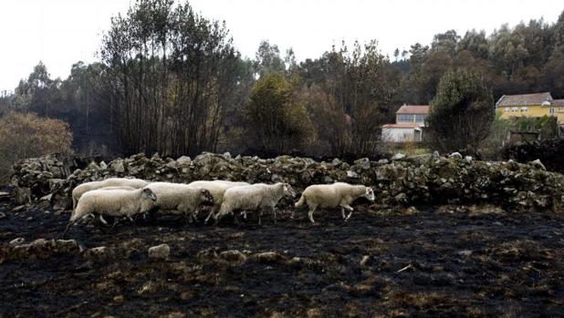 La Fiscalía ultima su informe sobre la ola de fuegos, que descarta la existencia de tramas