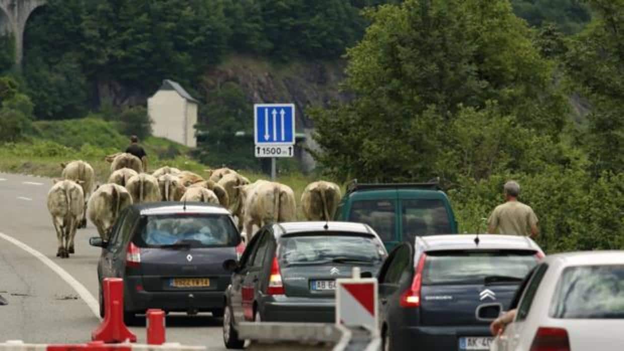 Coches y vacas en la precaria carretera francesa que conecta con el gran Túnel de Somport